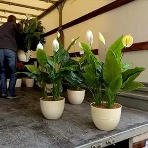 Упаковка и доставка саженцев по Домодедово и области