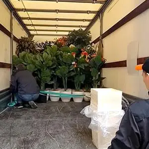 Качественная перевозка саженцев и кустов на Газели по Домодедово